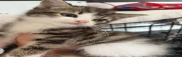 Mixed Breed cats for sale: Kittens for sale  - Advert 10