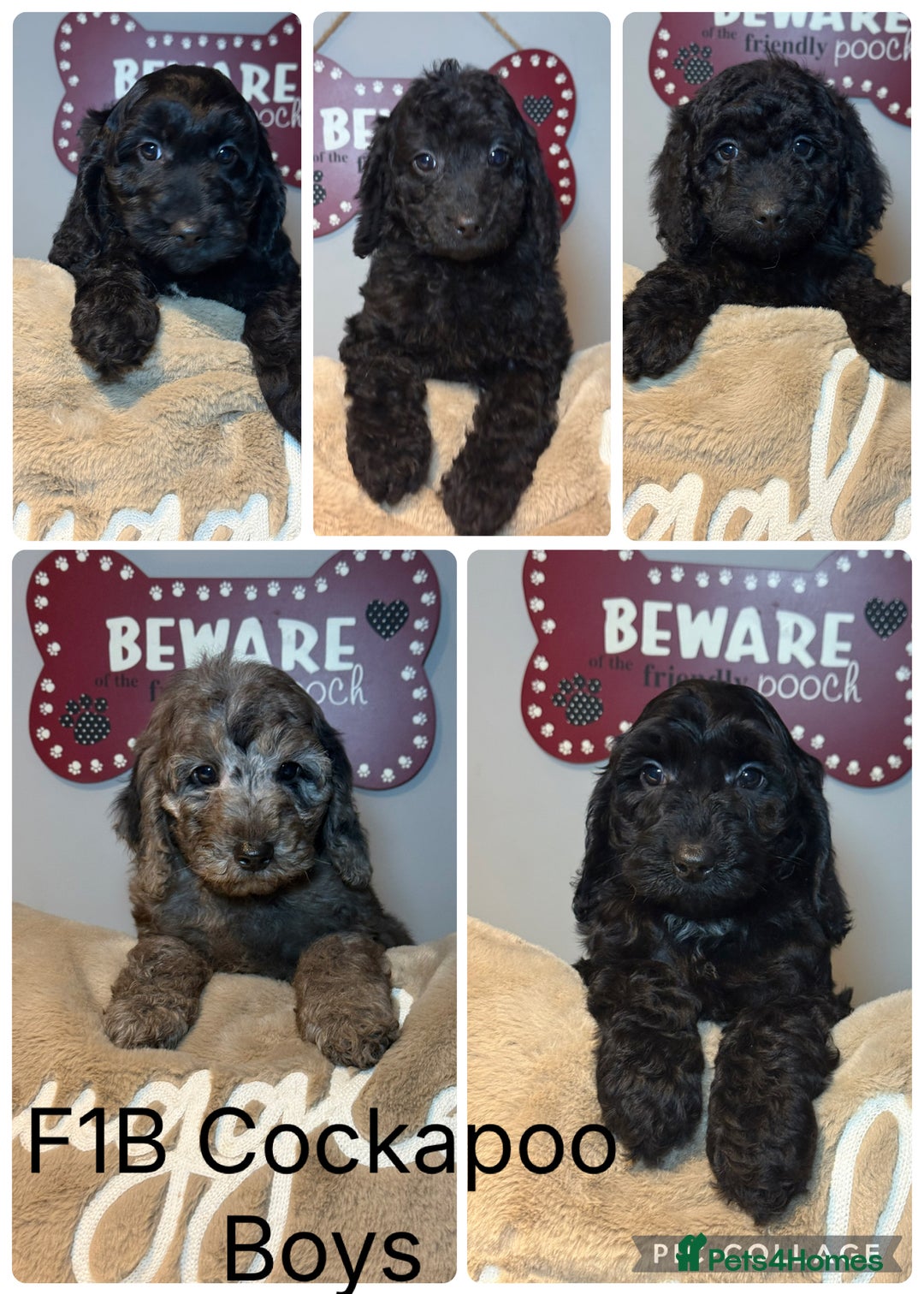Cockapoo dogs for sale: F1B Cockapoo’s fully vaccinated  - Advert 12