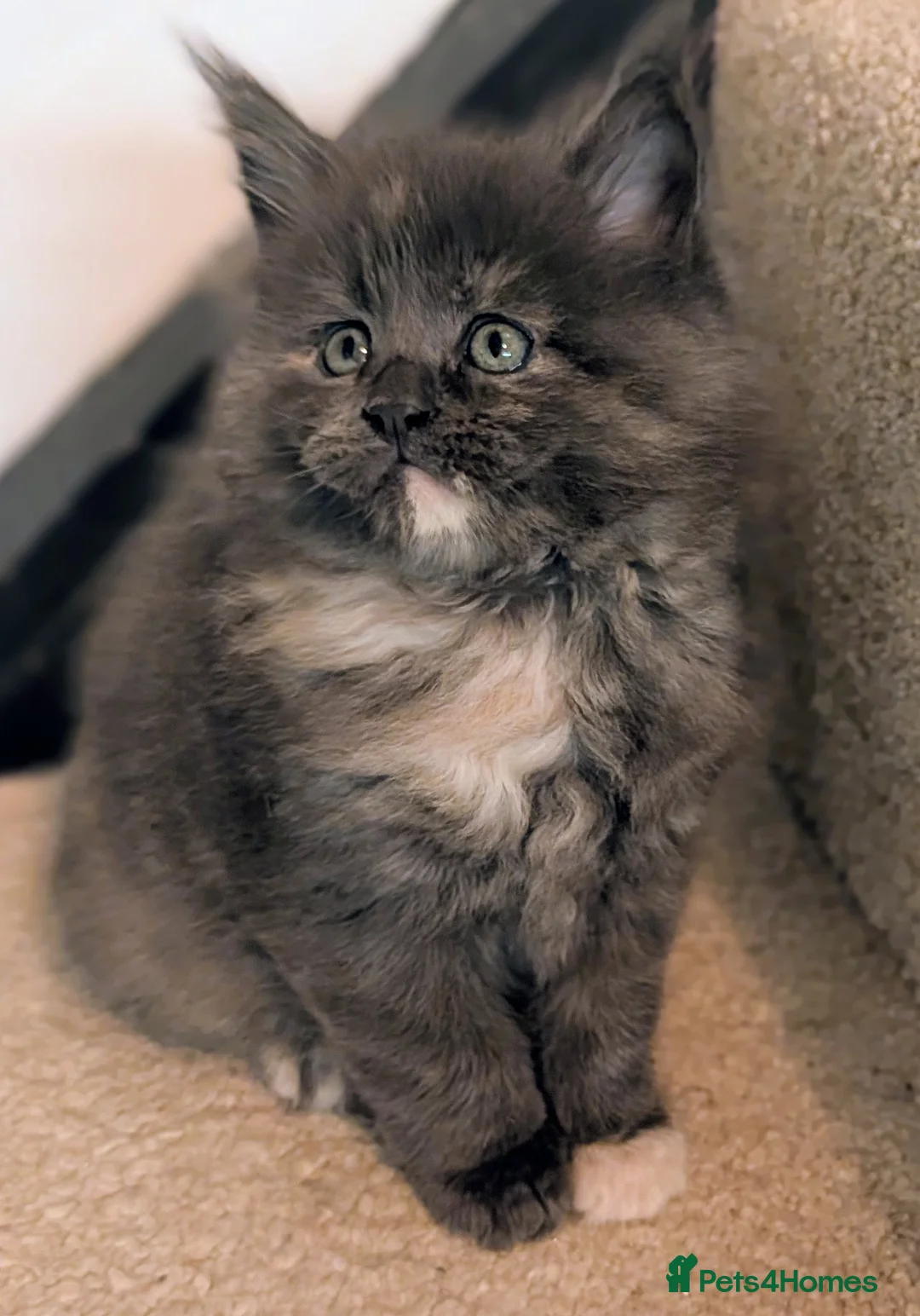 Maine Coon cats for sale: Beautiful Tica Registered Maine Coon Kittens  - Advert 21