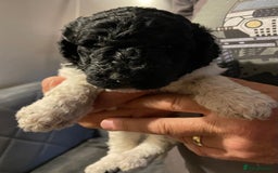 Mixed Breed dogs for sale: St Berdoodle ( St Bernard x Standard poodle) - Image 11