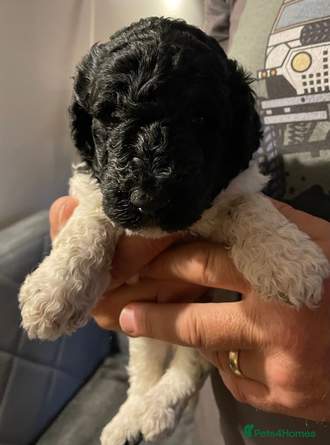 Mixed Breed dogs for sale: St Berdoodle ( St Bernard x Standard poodle) - Image 11