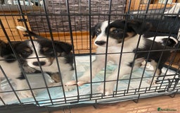 Border Collie dogs for sale: Border collies Dundee  - Image 34