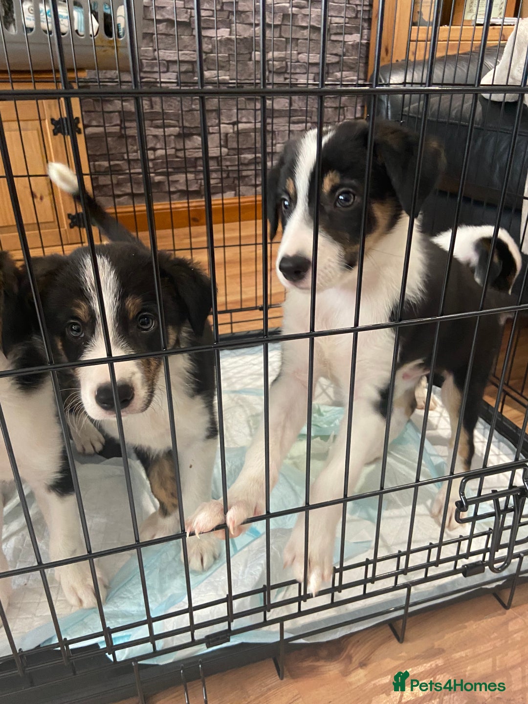 Border Collie dogs for sale: Border collies Dundee  - Image 34