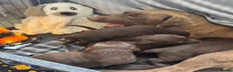 Labrador Retriever dogs for sale: Chunky chocolate Labrador puppies  - Advert 1