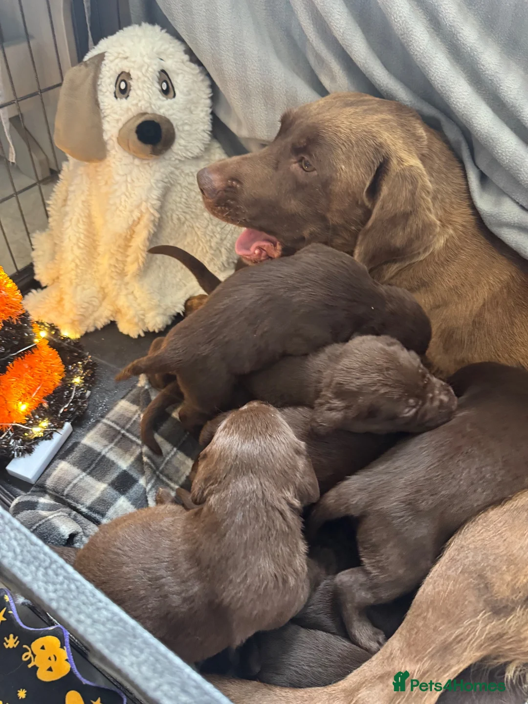 Labrador Retriever dogs for sale: Chunky chocolate Labrador puppies  - Advert 1