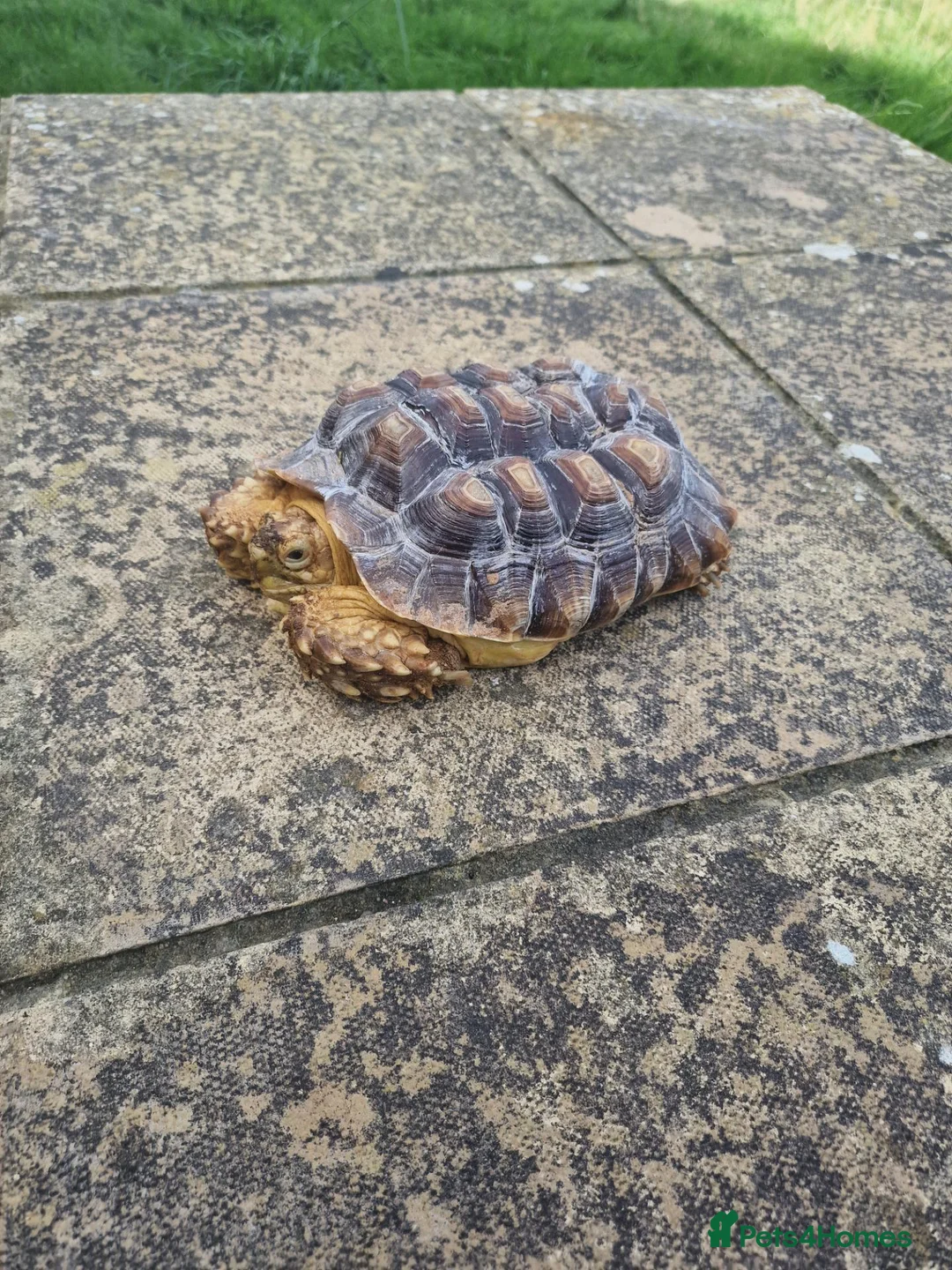 Tortoise reptiles for sale: Sulcata tortoise female  in Hastings - Advert 2
