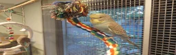 Budgerigars birds for sale: Hand tamed Budgies - Advert 8