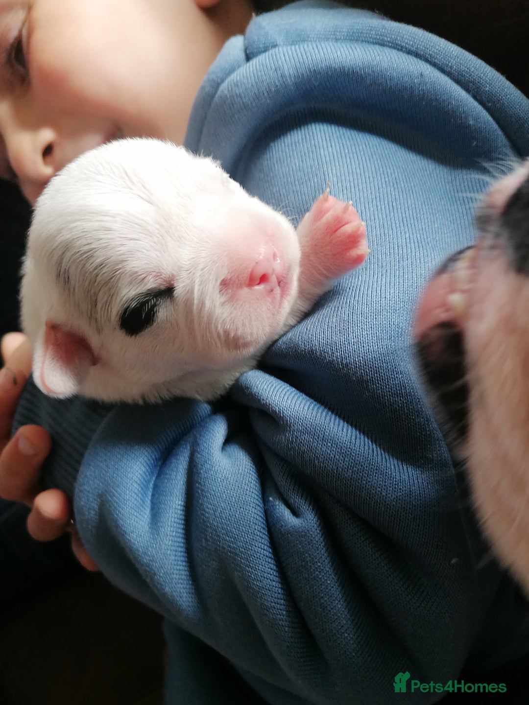 Mixed Breed dogs for sale: Bulldog x Mini Dachund - Image 8