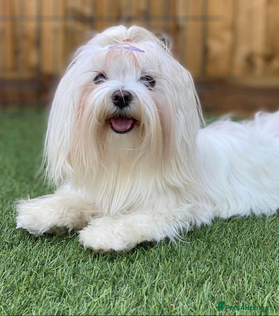 Maltipoo dogs for sale: Tiny maltipoo puppies  - Image 12