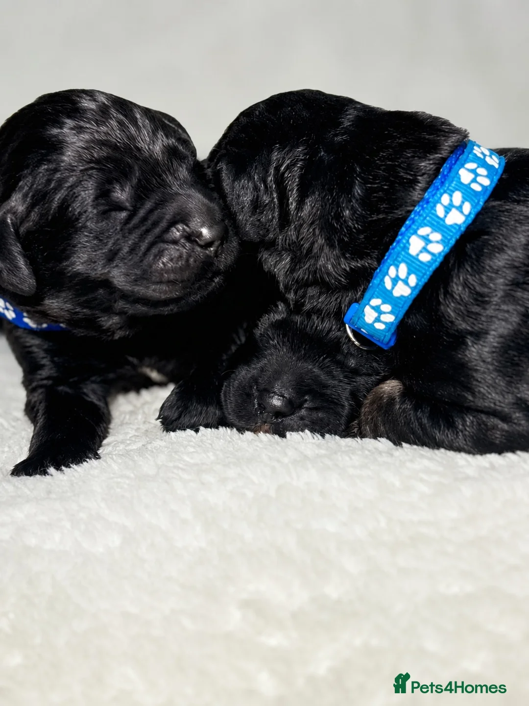Goldendoodle dogs for sale: Beautiful F1 Goldendoodle Puppies  - Advert 20