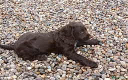 Cocker Spaniel dogs for sale: 2 gorgeous pedigree girl pups with papers - Advert 2
