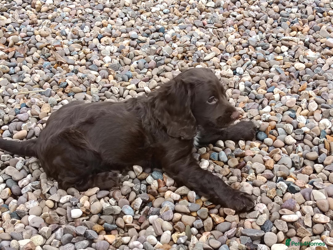 Cocker Spaniel dogs for sale: 2 gorgeous pedigree girl pups with papers - Advert 2