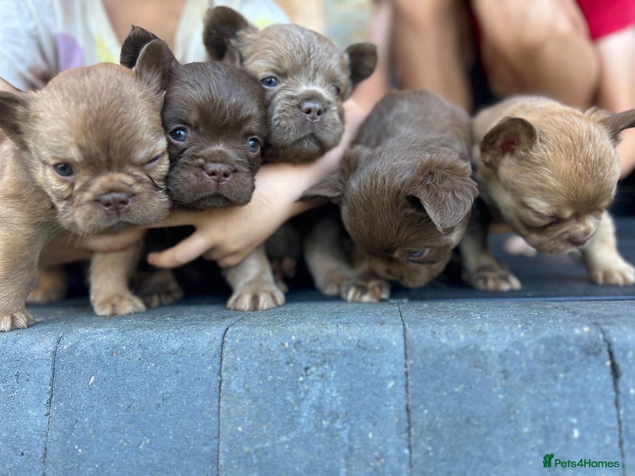 French Bulldog dogs Fluffy Frenchies  - Advert 2