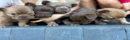 French Bulldog dogs for sale: Fluffy Frenchies  - Advert 17
