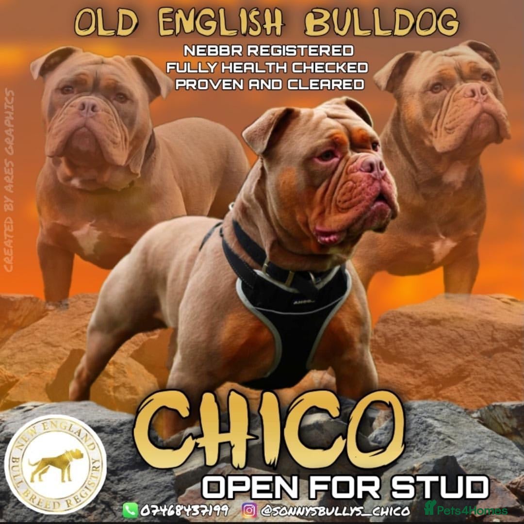 Olde English Bulldogge dogs Chico olde English Bulldog for Stud - Advert 2