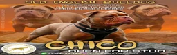 Olde English Bulldogge dogs for stud: Chico olde English Bulldog for Stud in Liverpool - Advert 1