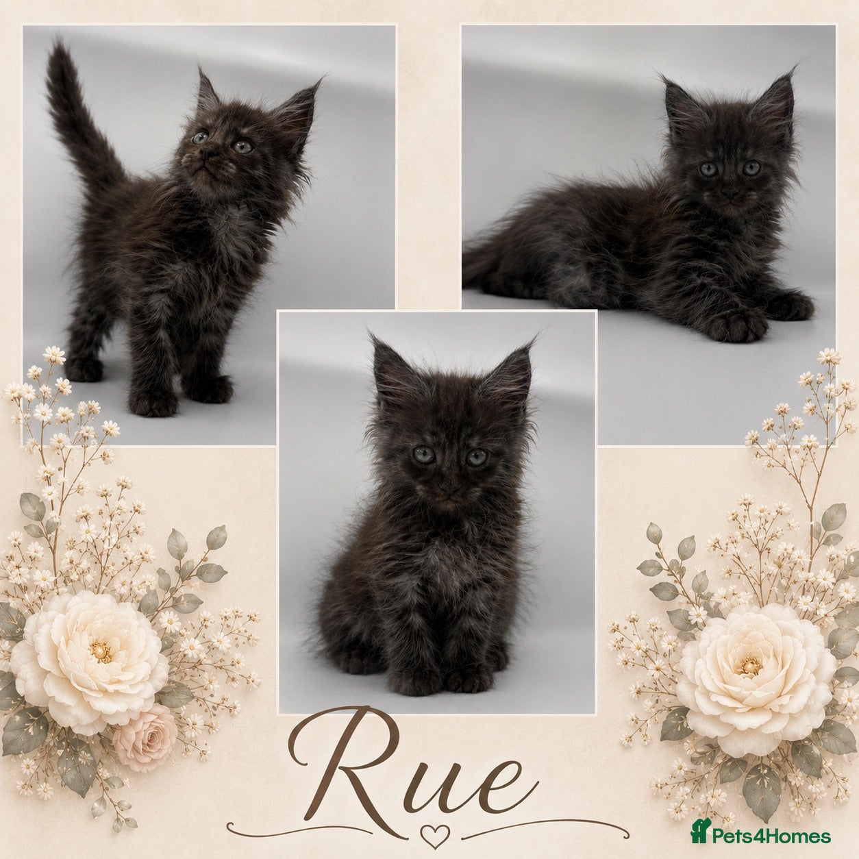 Maine Coon cats Maine coon kittens for sale  - Advert 5