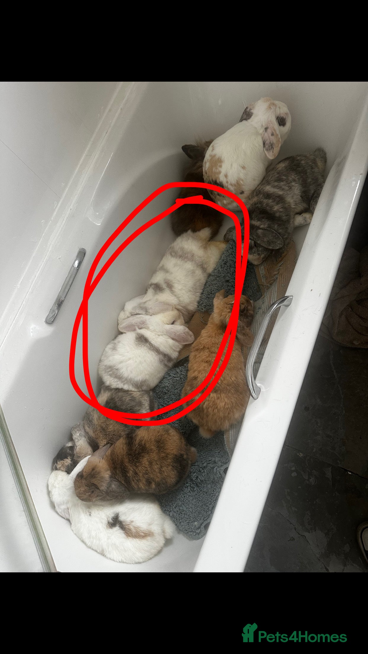 Mini Lop rabbits Boy rabbits + boy guinea pigs  - Advert 18