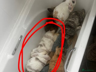 Mini Lop rabbits Boy rabbits + boy guinea pigs - Advert 1