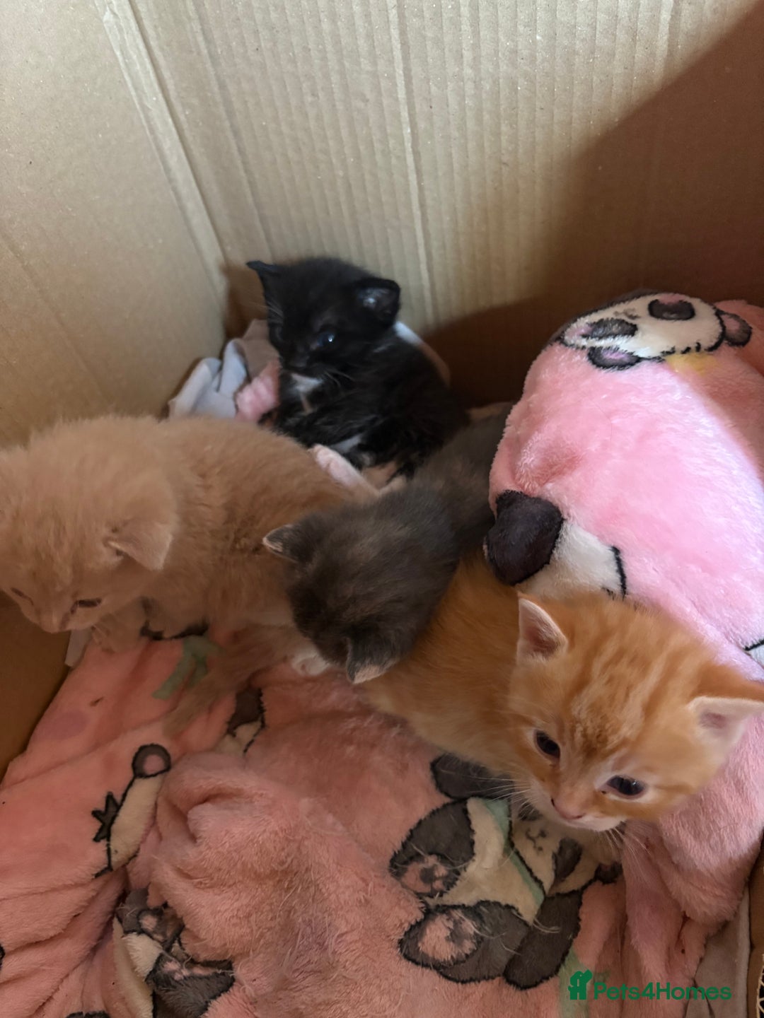Mixed Breed cats for sale: Beautiful family kittens - Advert 3