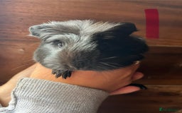 Guinea Pig rodents for sale: Gorgeous baby guinea pigs, various colours/coats  - Image 7