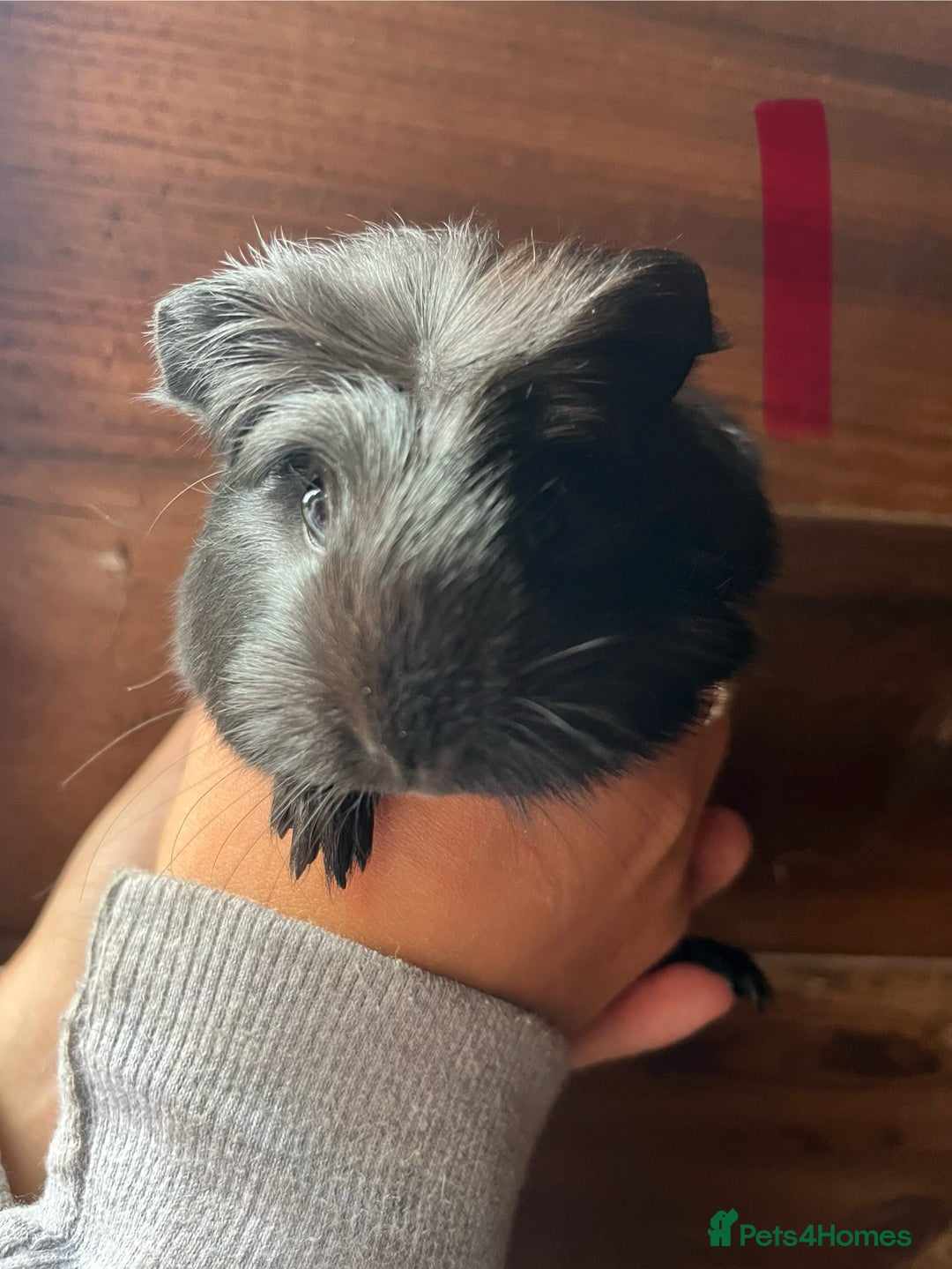 Guinea Pig rodents for sale: Gorgeous baby guinea pigs, various colours/coats  - Image 7