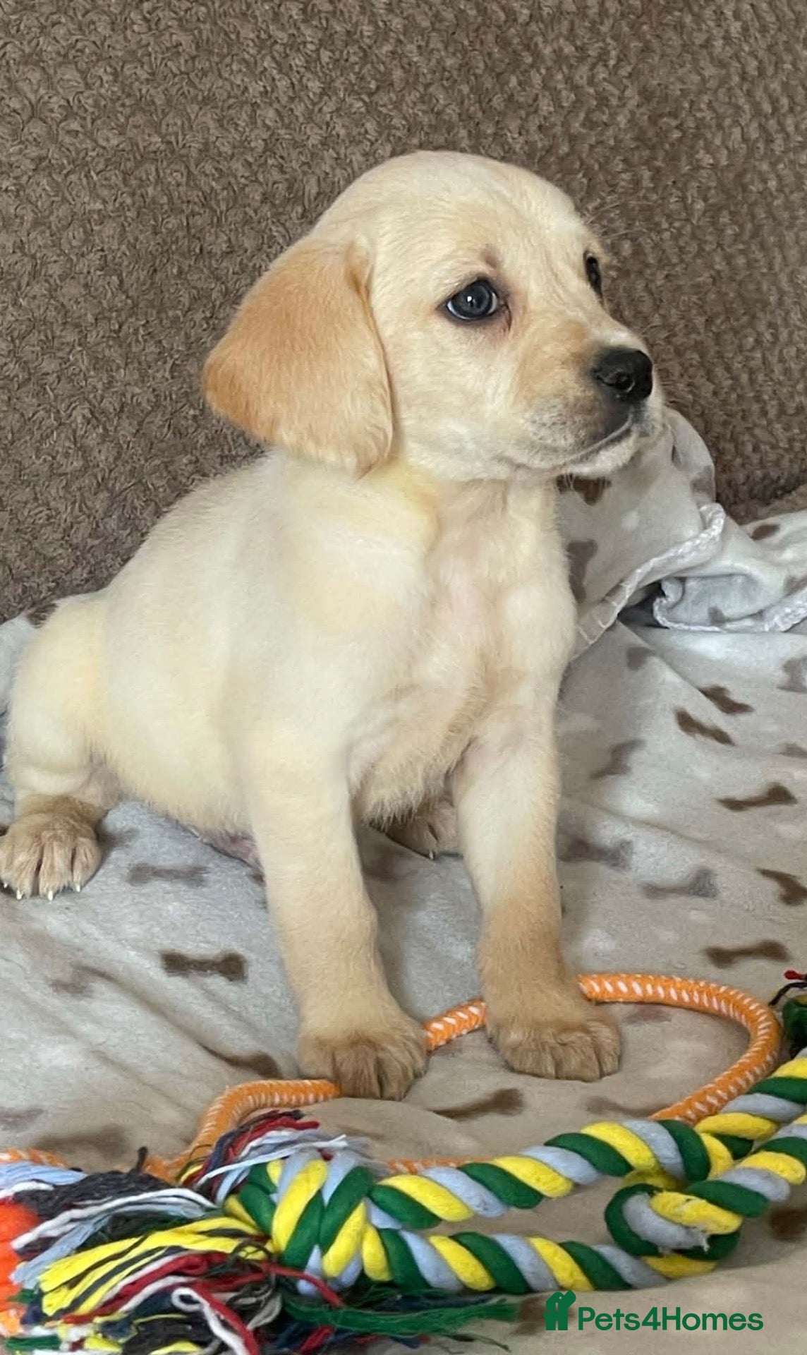Cockerdor dogs Beautiful cockerdor pups NOW READY - Advert 2
