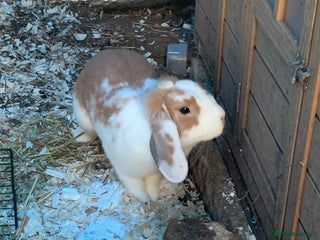 Canaries birds - Advert 22