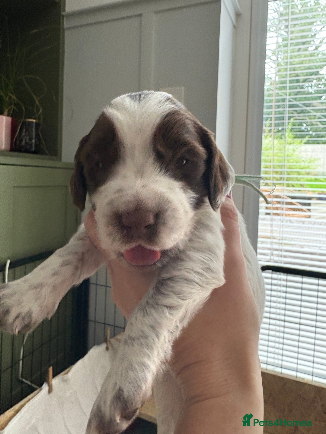Sprocker dogs for sale: Sprocker Spaniel Pups - Image 8
