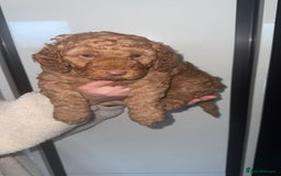 Cockapoo dogs for sale: 6 cockapoo F1 puppies seeking their forever homes - Advert 11