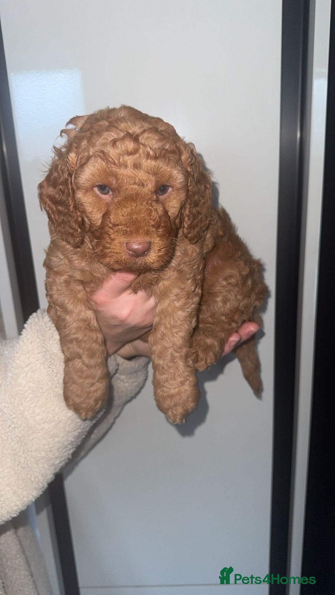 Cockapoo dogs for sale: 6 cockapoo F1 puppies seeking their forever homes - Advert 11