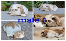 Mini Lop rabbits for sale: Gorgeous pure Bred baby mini lop rabbits - Image 2