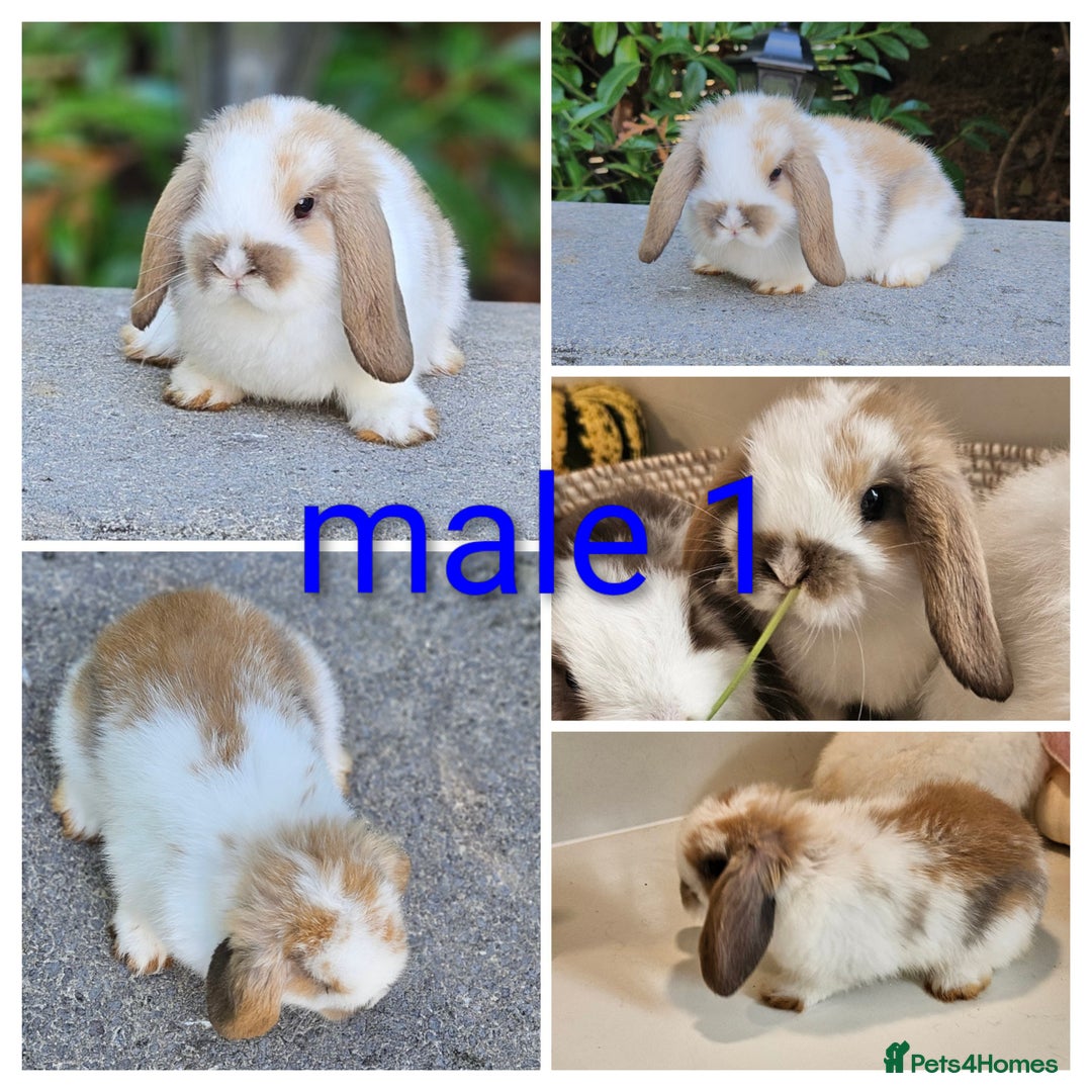 Mini Lop rabbits for sale: Gorgeous pure Bred baby mini lop rabbits - Image 2