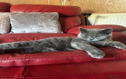 British Shorthair cats for sale: Gorgeous British Shorthair Kittens Chunky, Loving  - Image 23