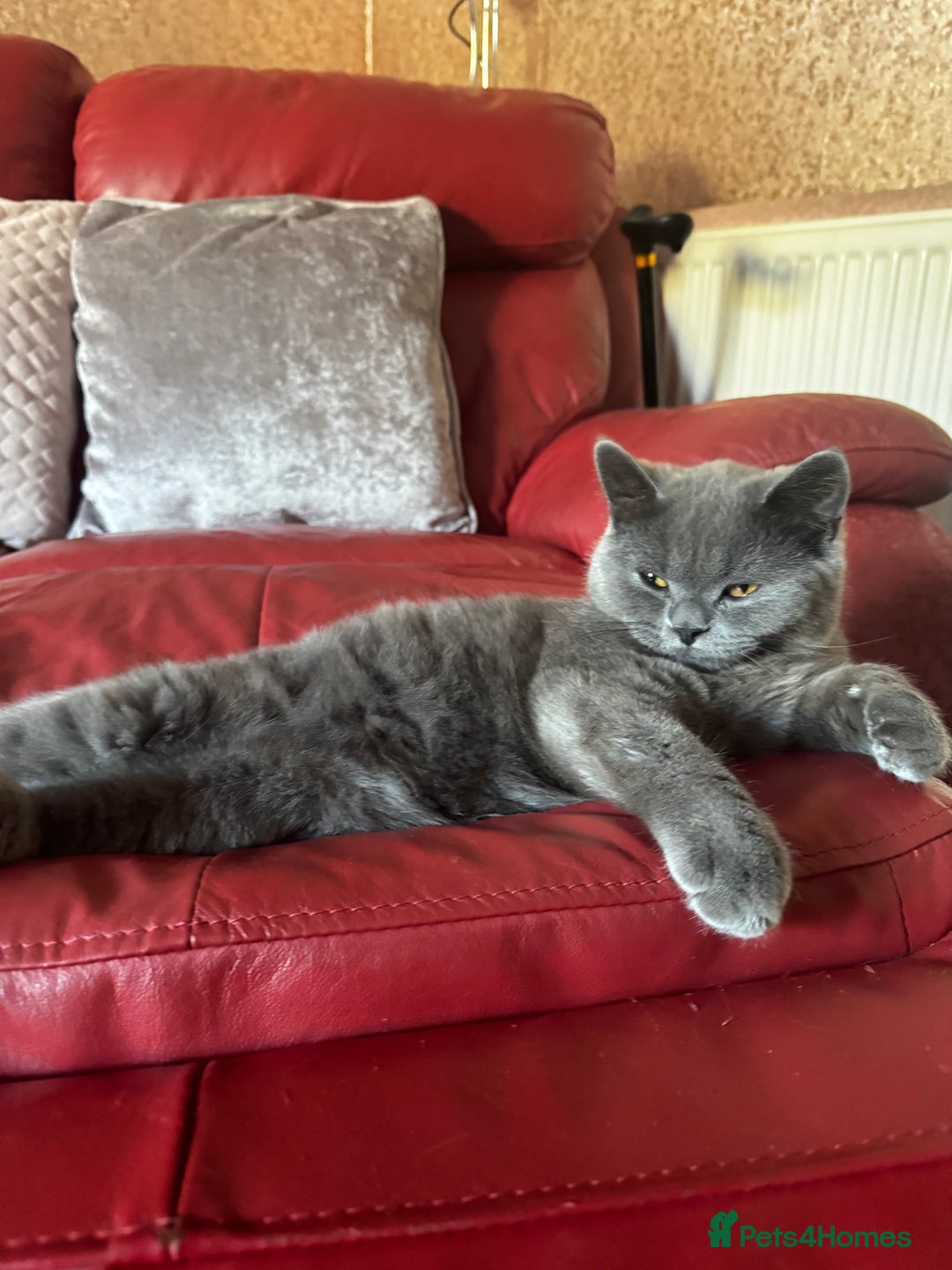 British Shorthair cats for sale: Gorgeous British Shorthair Kittens Chunky, Loving  - Image 23