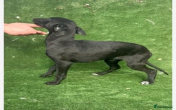 Whippet dogs for sale: Top quality whippet puppies - Image 13