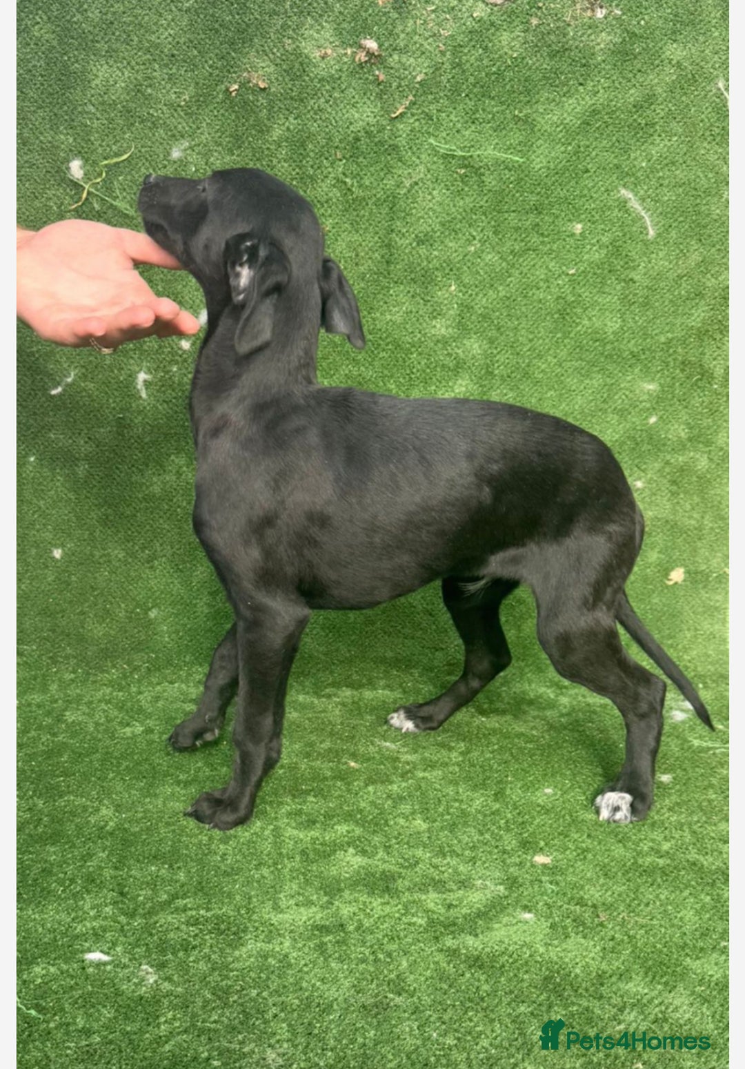 Whippet dogs for sale: Top quality whippet puppies - Image 13
