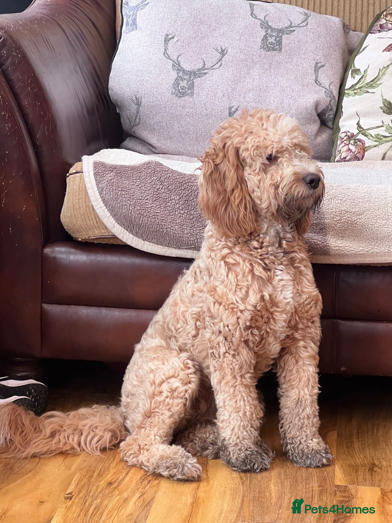 Cockapoo dogs Cockapoo F1 puppies for their new homes.  - Advert 1