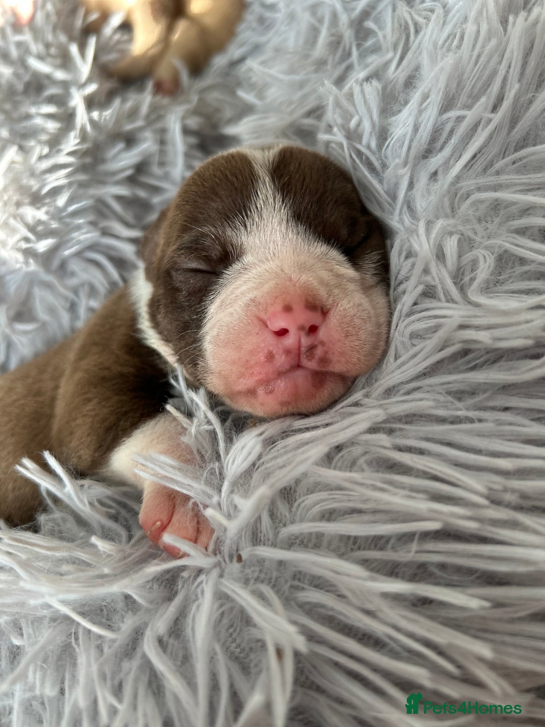 Olde English Bulldogge dogs for sale: CARTEL BLOODLINE OLDE ENGLISH PUPPIES!!  - Image 8