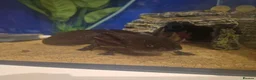Axolotl reptiles for sale: 2x Axolotls and set up! - Advert 8