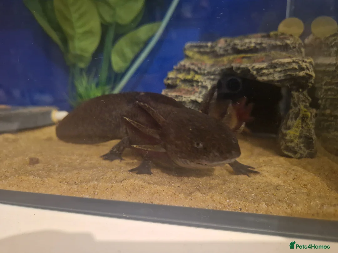 Axolotl reptiles for sale: 2x Axolotls and set up! - Advert 8