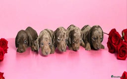 Miniature Dachshund dogs for sale: Stunning miniature dachshund puppies - Image 1