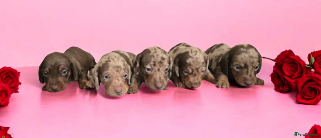 Miniature Dachshund dogs for sale: Stunning miniature dachshund puppies - Image 1