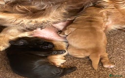 Cocker Spaniel dogs for sale: 🐾🐶 SHOW TYPE COCKER SPANIELS🐶🐾 - Image 31