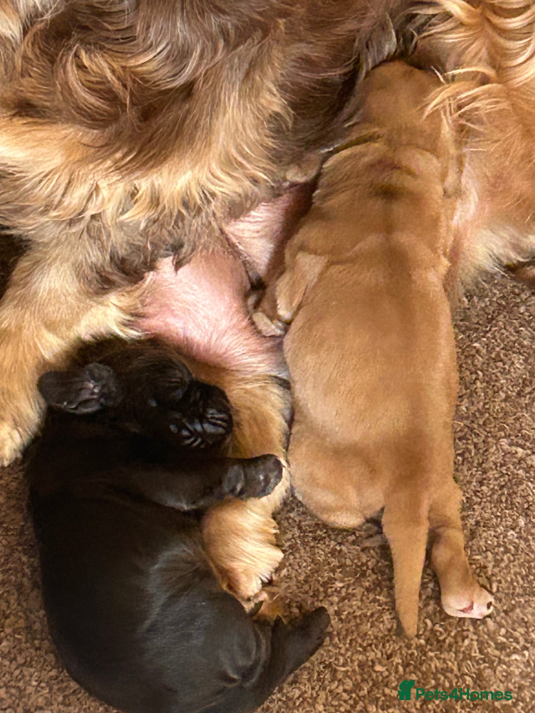 Cocker Spaniel dogs for sale: 🐾🐶 SHOW TYPE COCKER SPANIELS🐶🐾 - Image 31