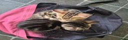 Domestic Shorthair cats for sale: Two male kittens ready to go in Lancaster - Advert 9