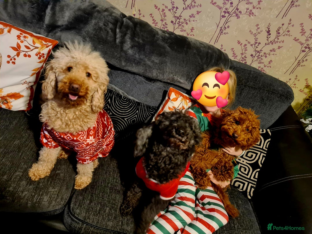 Miniature Poodle dogs for sale: Adorable miniature poodle puppies - Advert 15