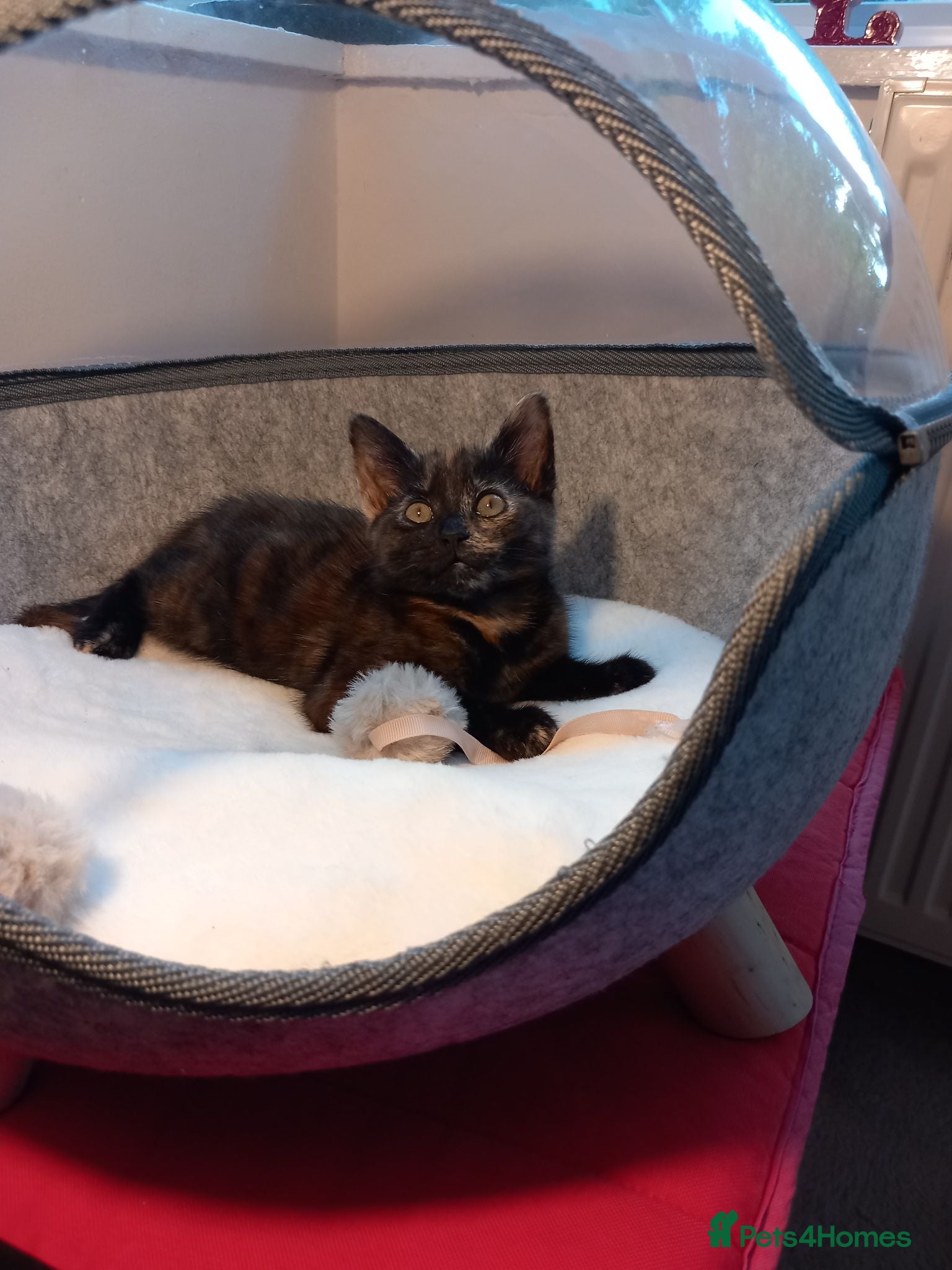 Mixed Breed cats Goldie and Meg have had their gorgeous kittens - Advert 5