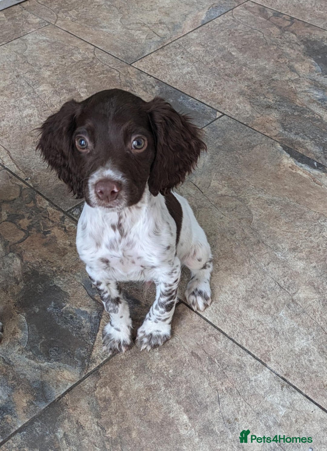 English Springer Spaniel dogs for sale: Springer Spaniel pups. in Pontypool - Image 2