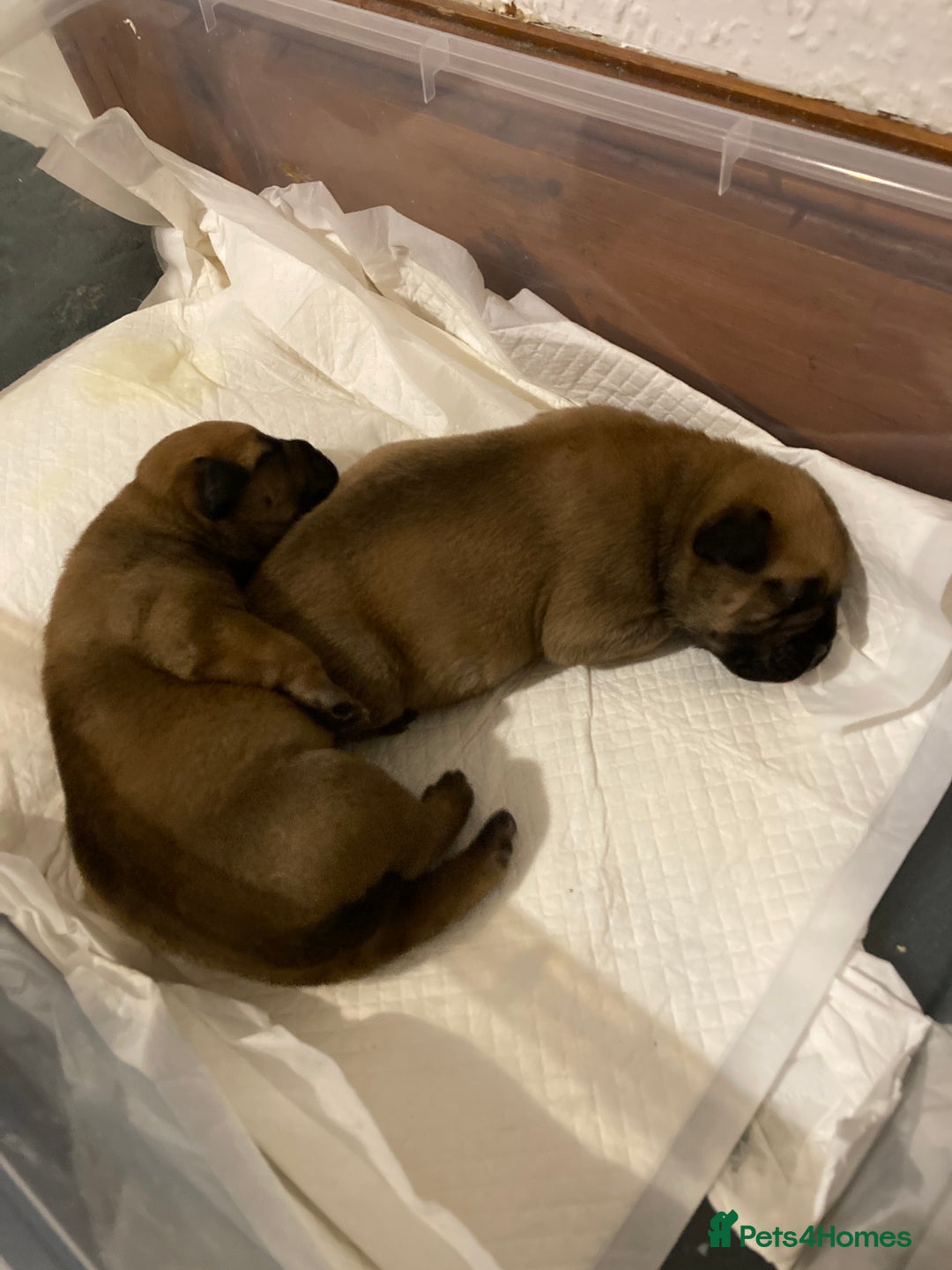 Bullmastiff dogs for sale: Bullmastiff puppies for sale - Advert 9